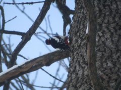 Dendrocopos major
