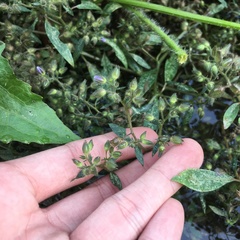Hydrolea zeylanica