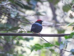 Chiroxiphia lanceolata