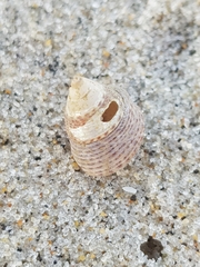 Calliostoma zizyphinum