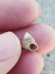 Calliostoma zizyphinum