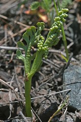 Botrychium spathulatum