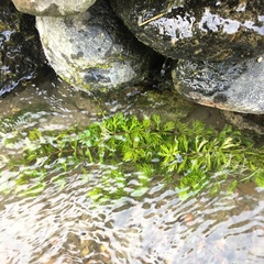 Limnophila trichophylla