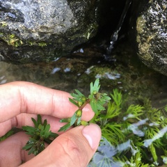 Limnophila trichophylla