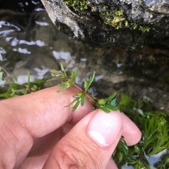 Limnophila trichophylla