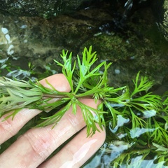 Limnophila trichophylla