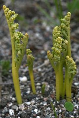 Botrychium campestre