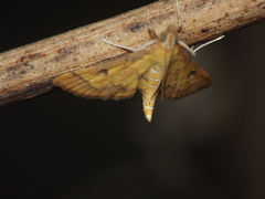Ischnurges luteomarginalis