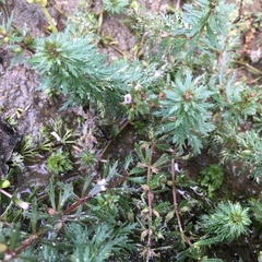 Limnophila trichophylla