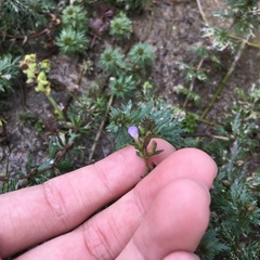 Limnophila trichophylla