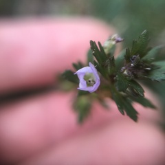 Limnophila trichophylla