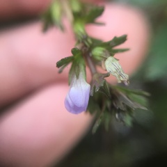 Limnophila trichophylla