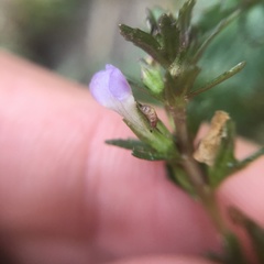 Limnophila trichophylla