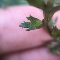 Limnophila trichophylla