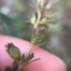 Limnophila trichophylla