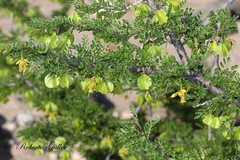 Bulnesia schickendantzii