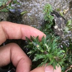 Limnophila trichophylla