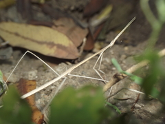 Schizocephala bicornis