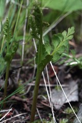 Botrychium michiganense