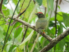 Chiroxiphia lanceolata