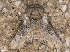 Walterella ocellata