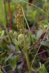 Botrychium michiganense