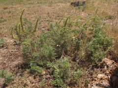 Ambrosia tenuifolia