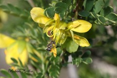 Bulnesia schickendantzii