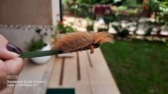 Megalopyge albicollis
