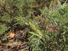 Ambrosia tenuifolia