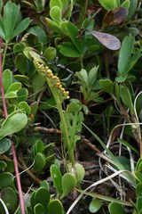 Botrychium minganense