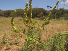 Ambrosia tenuifolia