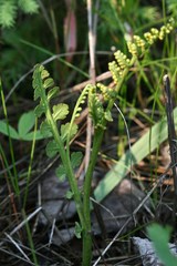 Botrychium minganense