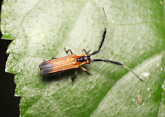 Malacoscylus gonostigma