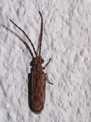Cupedidae