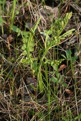 Botrychium minganense