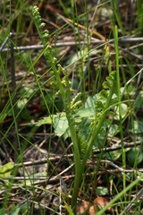 Botrychium minganense