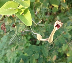 Aristolochia tentaculata