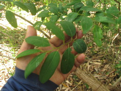 Annona maritima