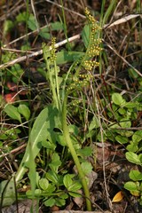 Botrychium minganense