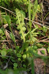 Botrychium minganense