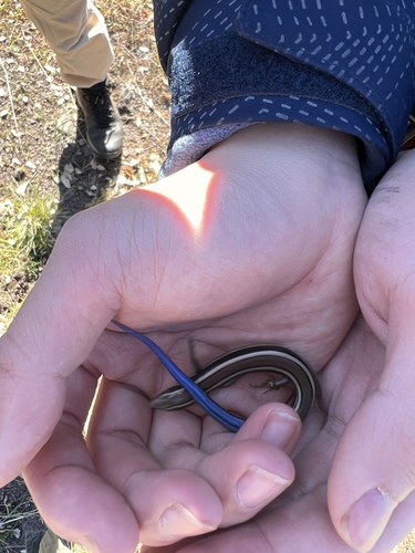 iNaturalist observation photo of Western Skink
