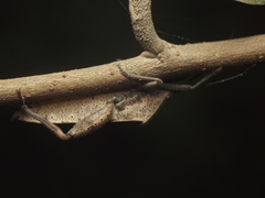 Physomerus centralis