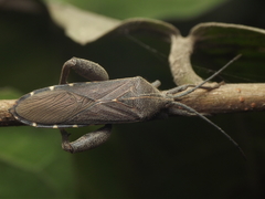 Physomerus centralis