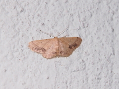 Idaea chotaria