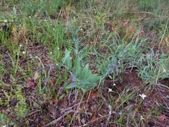 Gomphocarpus praticola