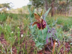 Gomphocarpus praticola