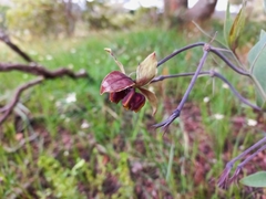 Gomphocarpus praticola