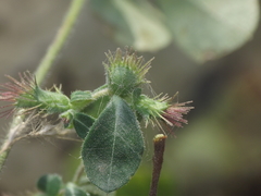 Blepharis maderaspatensis