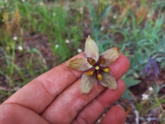Gomphocarpus praticola